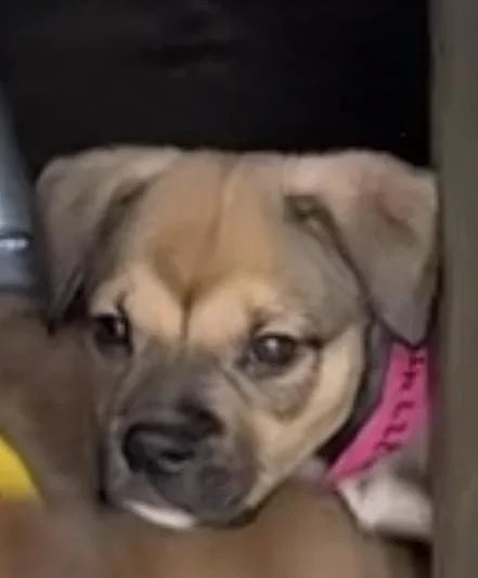 A baby medium-sized female Mixed Breed dog named Parsnip for adoption in Copiague, NY