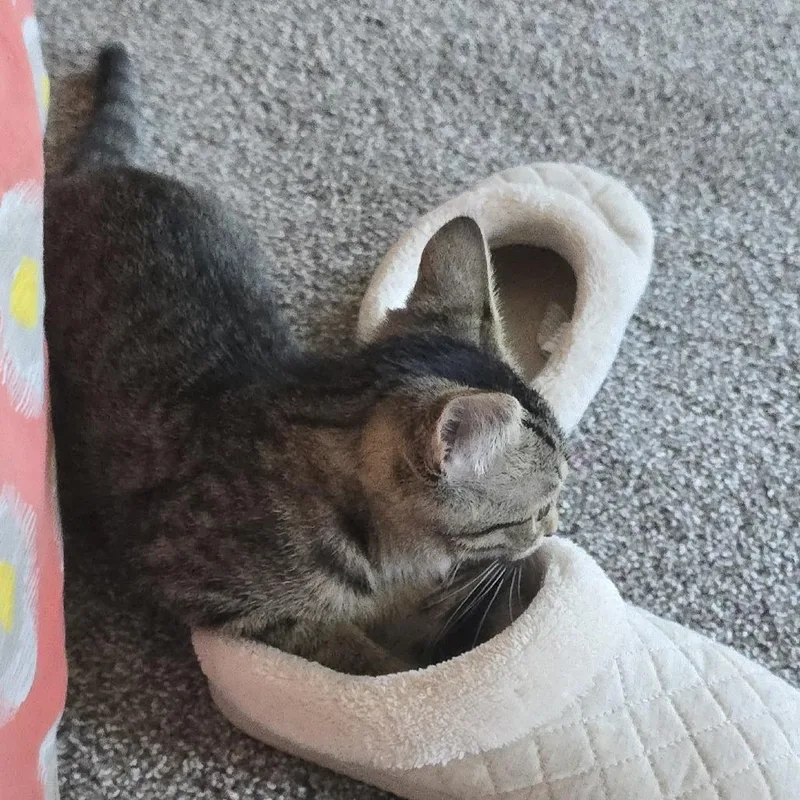 A baby medium-sized female Domestic Short Hair cat named Buttercup for adoption in Cumming, GA