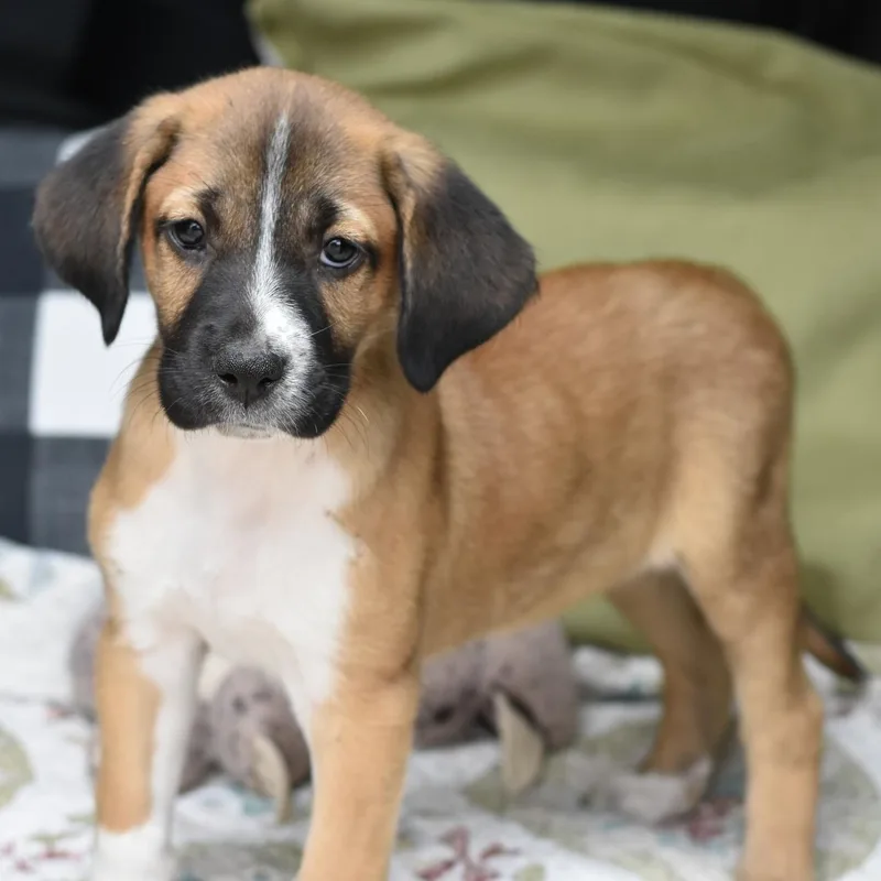 A baby medium-sized female Golden Boxer dog named Lucy for adoption in Cleveland, TX