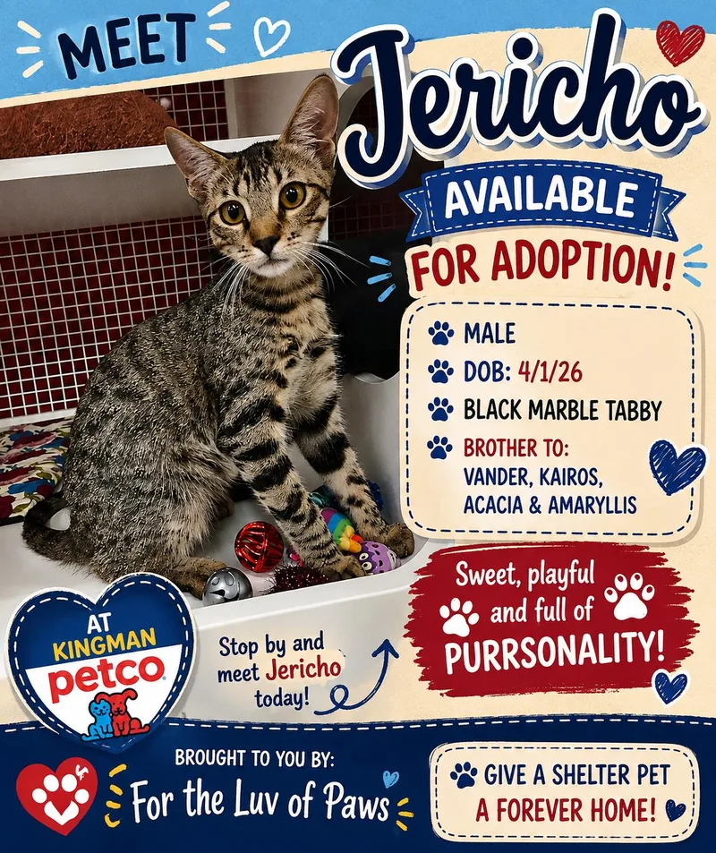 A baby medium-sized male Tabby cat named Jericho for adoption in Golden Valley, AZ