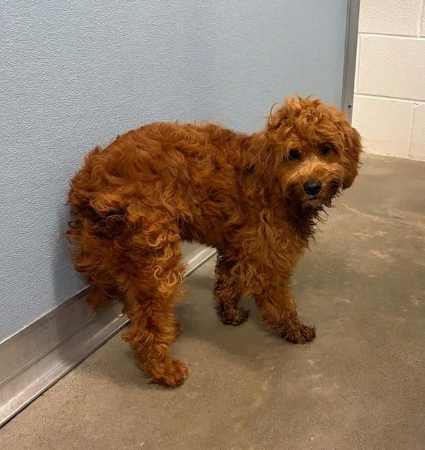 A baby medium-sized female Poodle dog named Gidget for adoption in Columbus, OH