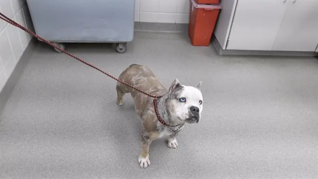 An adult medium-sized female English Bulldog dog named Zoey for adoption in Omaha, NE