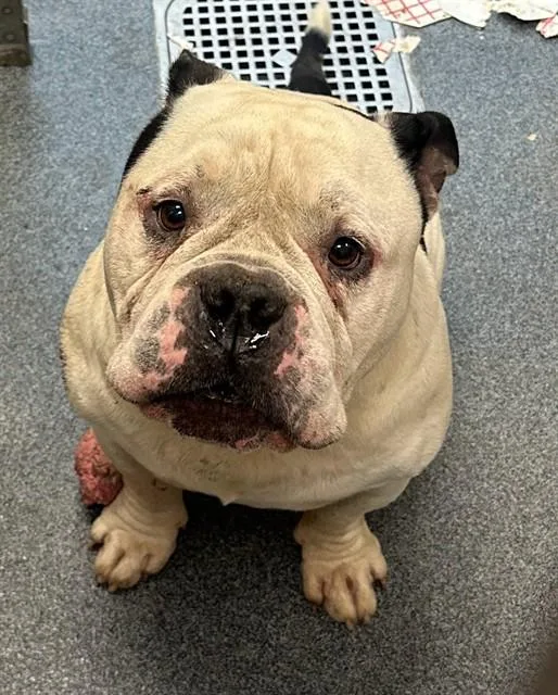 A young large-sized male Mixed Breed dog named Taz for adoption in Dallas, TX