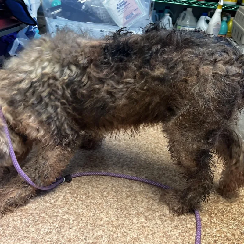 A senior medium-sized female White / Cream Old English Sheepdog dog named Chloe for adoption in Harrisville, WV