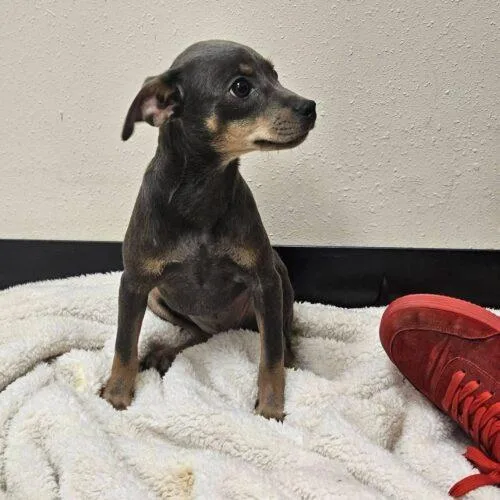 A baby small-sized female Gray / Blue / Silver Miniature Pinscher dog named Jodie for adoption in Broken Arrow, OK