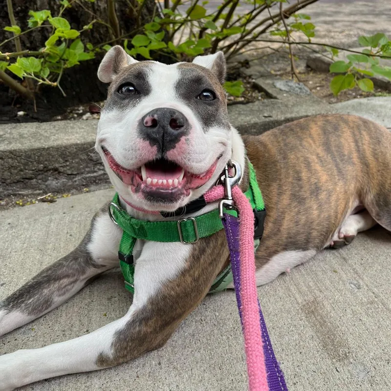 An adult medium-sized female American Staffordshire Terrier dog named Paisley for adoption in Long Island City, NY