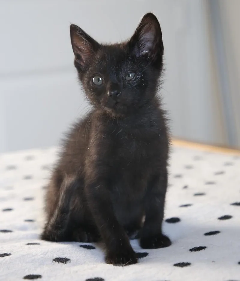 A baby medium-sized male Black Domestic Short Hair cat named Maverick for adoption in Fort Worth, TX