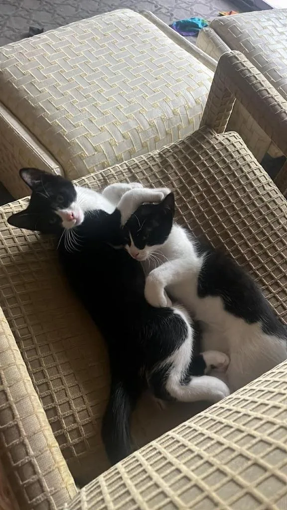 A baby medium-sized male Domestic Short Hair cat named Marshmallow  Oreo for adoption in Parkville, MD