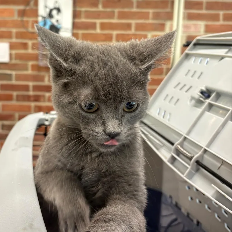 A baby small-sized female Gray / Blue / Silver Domestic Short Hair cat named Lucetta for adoption in Allentown, PA