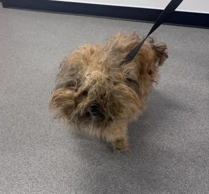 An adult small-sized female Mixed Breed dog named Dumpling for adoption in West Chester, PA