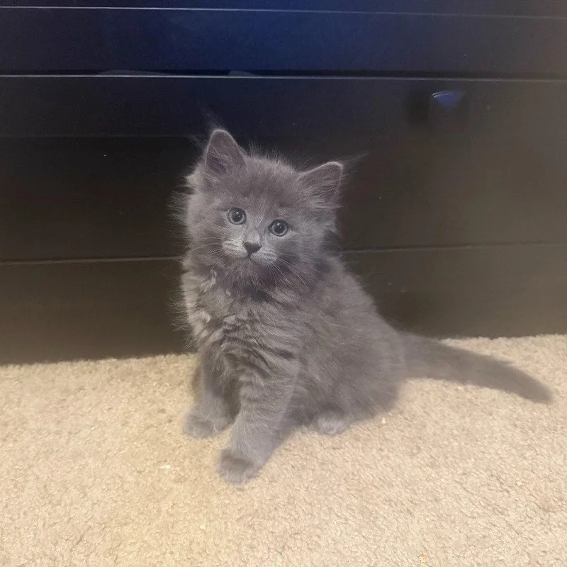 A baby medium-sized female Domestic Medium Hair cat named Popcorn for adoption in St. Helens, OR