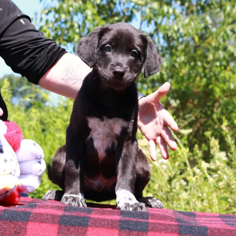 A baby medium-sized female Black Border Collie dog named CT Beam for adoption in Eastford, CT
