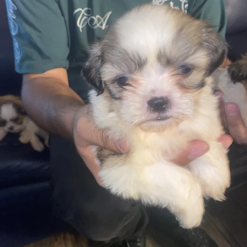 Imperial Shitzu puppies