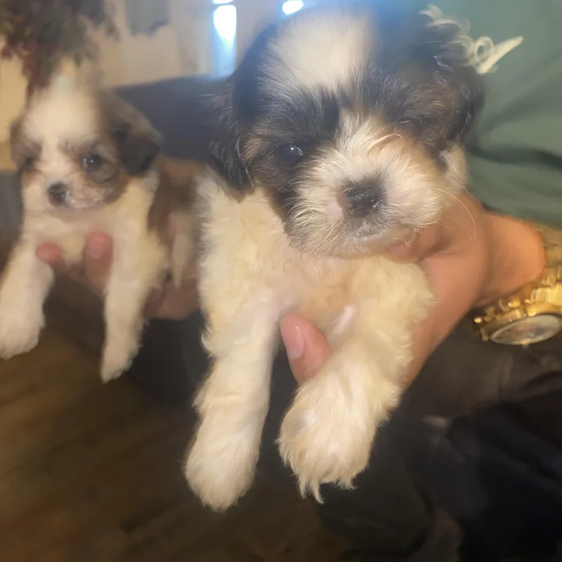 Imperial Shitzu puppies thumbnail 2