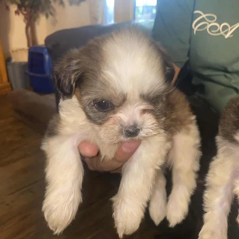 Imperial Shitzu puppies thumbnail 3