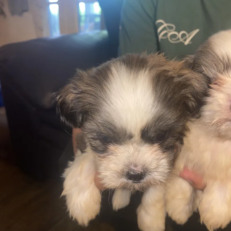 Imperial Shitzu puppies thumbnail 4