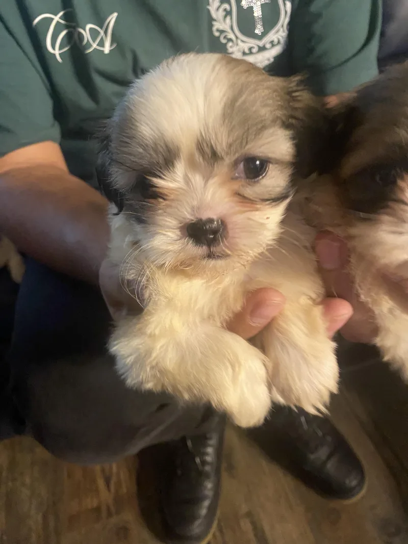 Imperial Shitzu puppies thumbnail 5