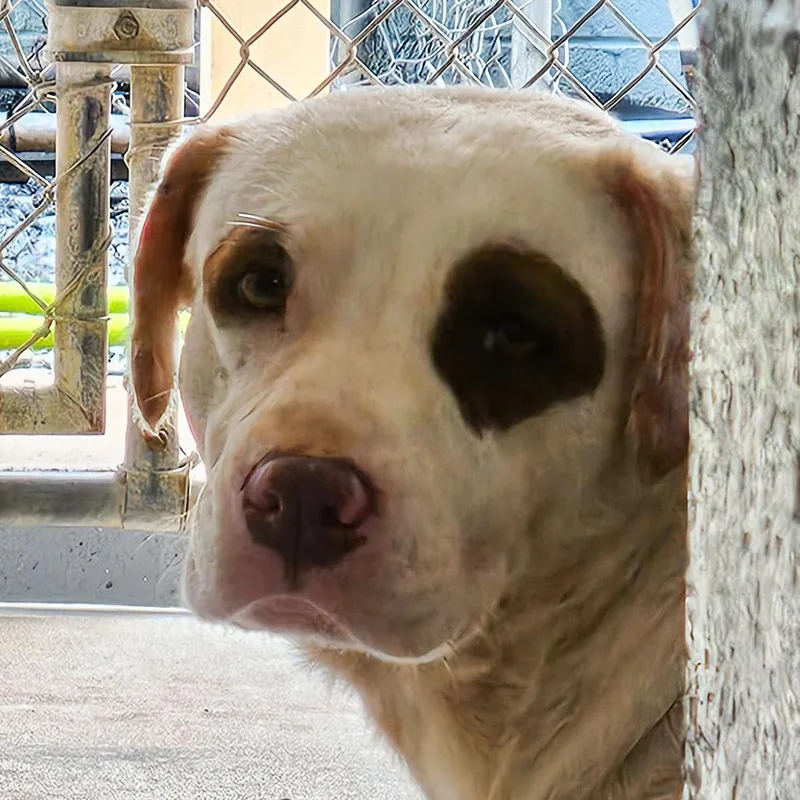 An adult medium-sized female White / Cream Mixed Breed dog named Mabel for adoption in Columbus, NC