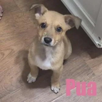 A baby small-sized male Terrier dog named Pua for adoption in Ellicott City, MD