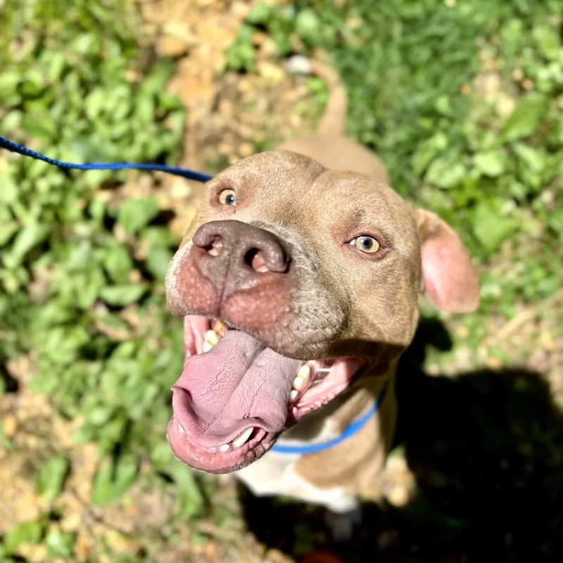 An adult medium-sized male Yellow / Tan / Blond / Fawn Mixed Breed dog named Manny for adoption in Bartlett, TN