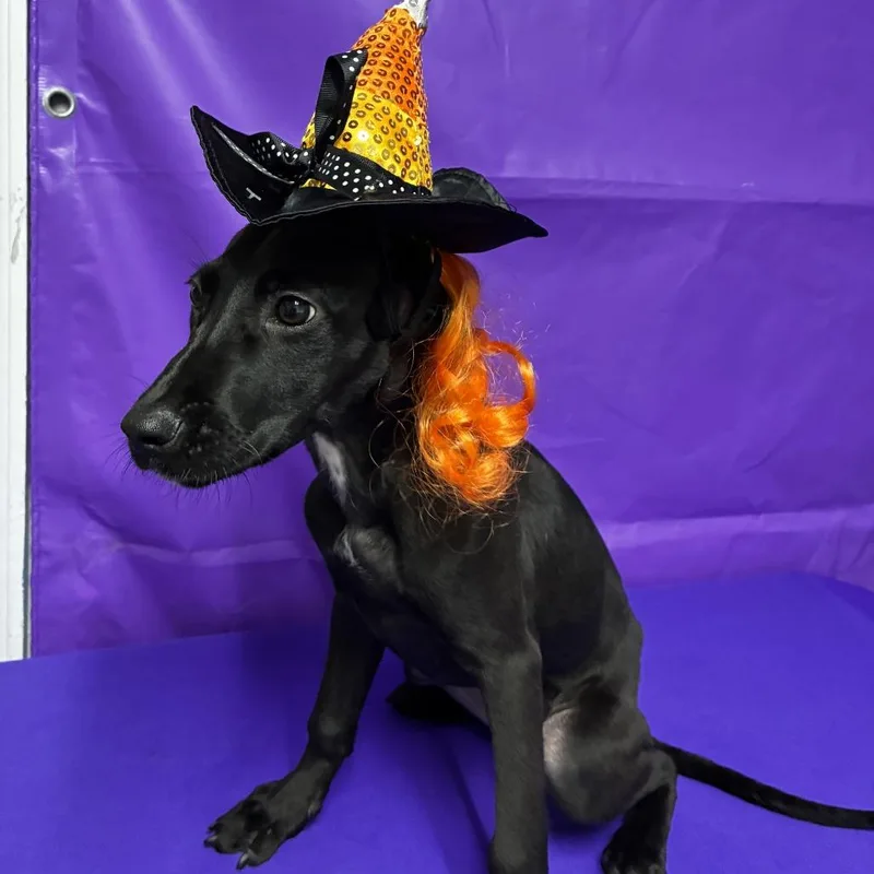A baby medium-sized female Black Labrador Retriever dog named Outcast for adoption in North Myrtle Beach, SC