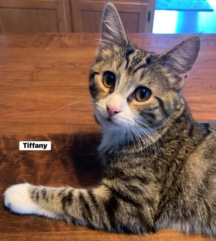 Stephanie And Tiffany thumbnail 5