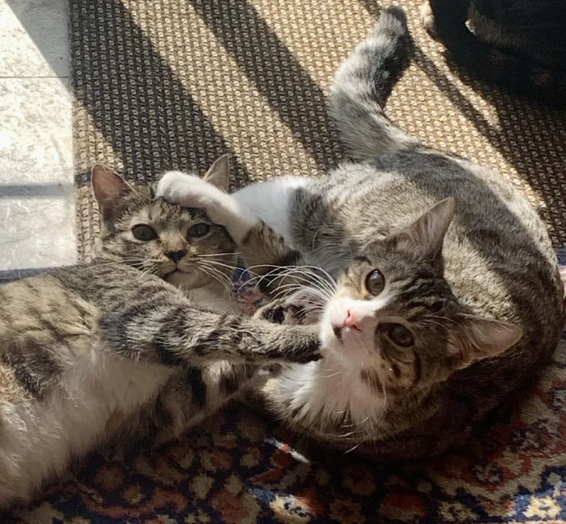 Stephanie And Tiffany thumbnail 6