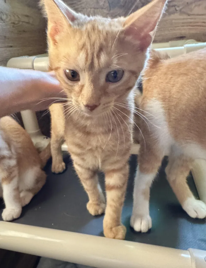 A young medium-sized male Orange / Red Domestic Short Hair cat named Marmalade for adoption in North Tonawanda, NY