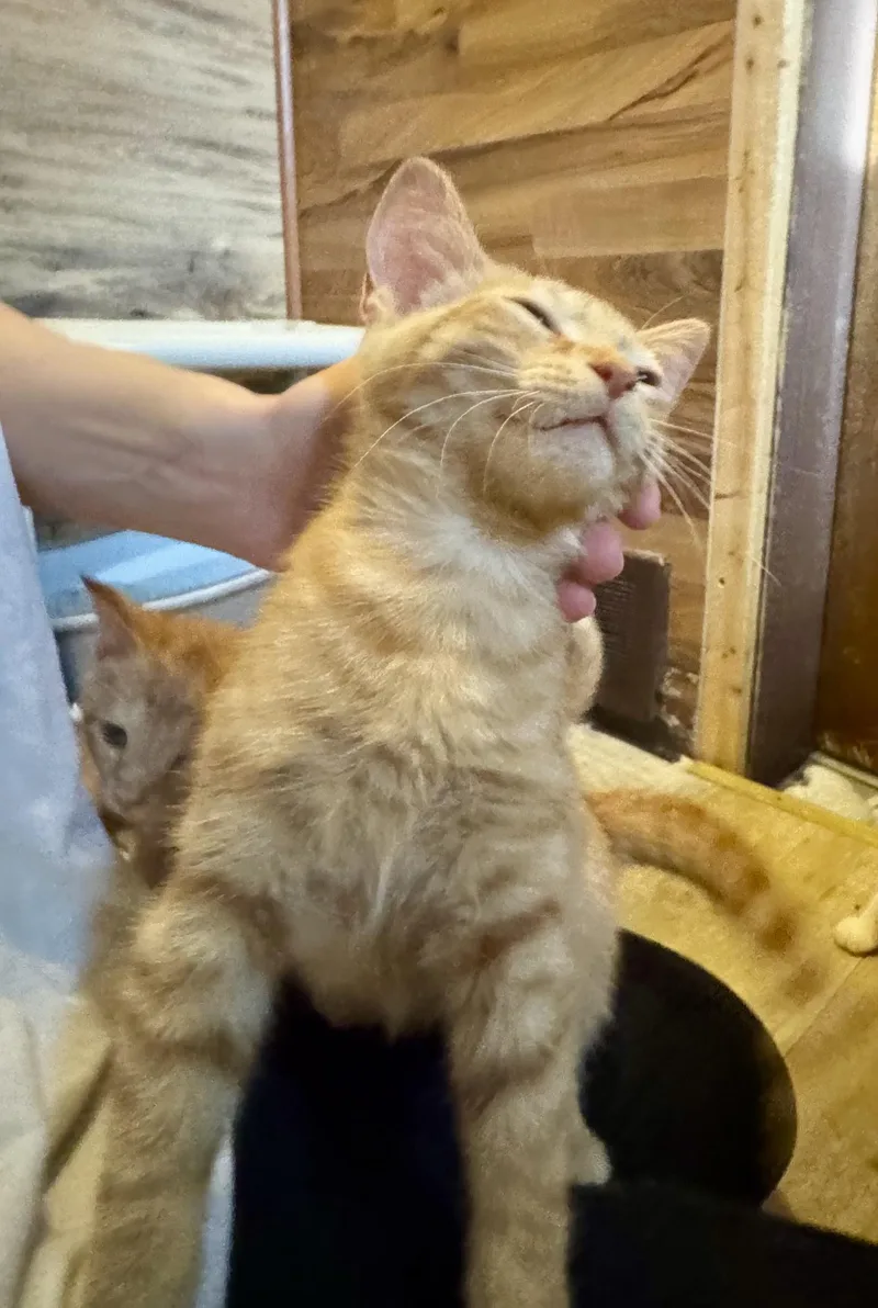 Marmalade thumbnail 5