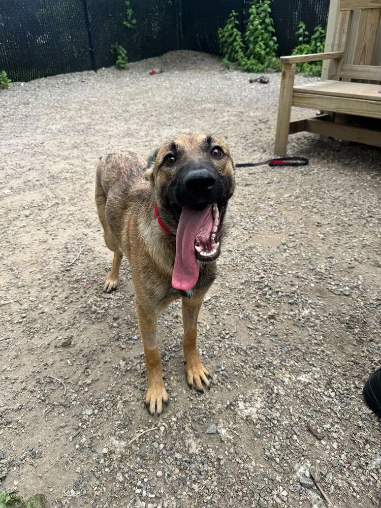 A young medium-sized female Brown / Chocolate Shepherd dog named Jackie for adoption in Elmsford, NY