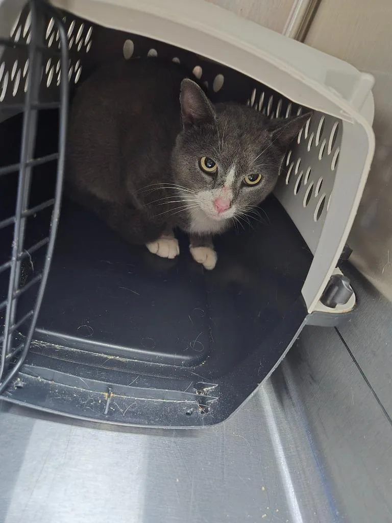 A young medium-sized male Domestic Short Hair cat named General for adoption in Mount Gilead, NC