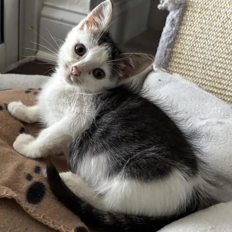 A young medium-sized female Brown / Chocolate Domestic Short Hair cat named Bitna for adoption in Port Richey, FL