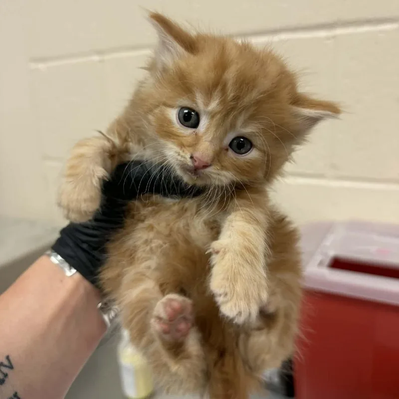 A baby small-sized male Orange / Red Domestic Medium Hair cat named Puma for adoption in Reno, NV