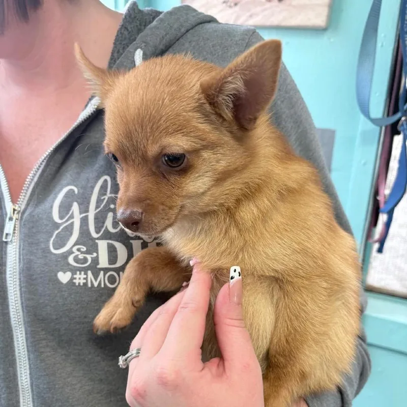 A baby small-sized male Red / Chestnut / Orange Pomeranian dog named Crocket for adoption in Boerne, TX
