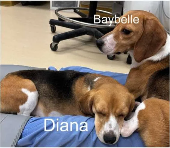 A young small-sized female Tricolor (Brown, Black, & White) Beagle dog named Baybelle for adoption in Grayslake, IL