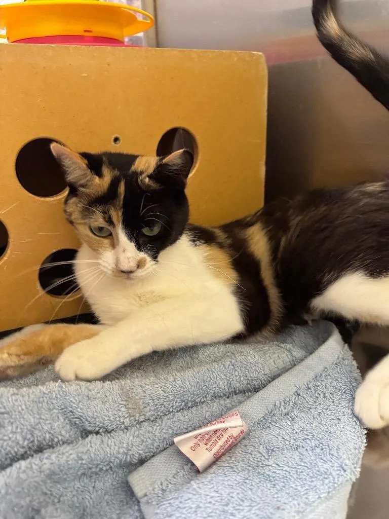 A young medium-sized female Domestic Short Hair cat named Cookies & Cream for adoption in Fort Lupton, CO