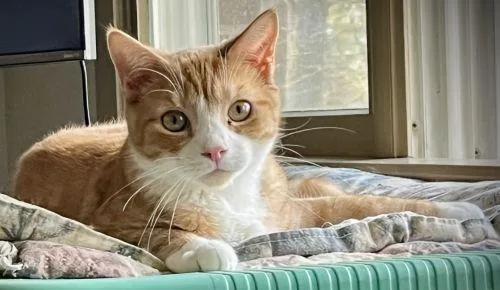 A young medium-sized male Orange & White Domestic Short Hair cat named Alvin for adoption in Lenhartsville, PA