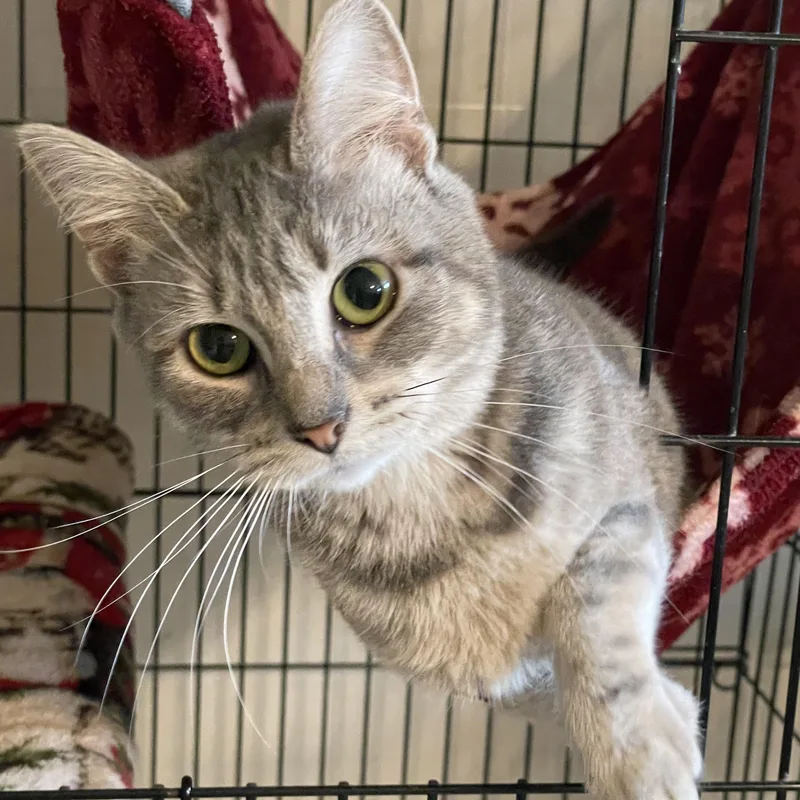 A young medium-sized female Tabby (Gray / Blue / Silver) Domestic Short Hair cat named Ivy for adoption in Lacon, IL