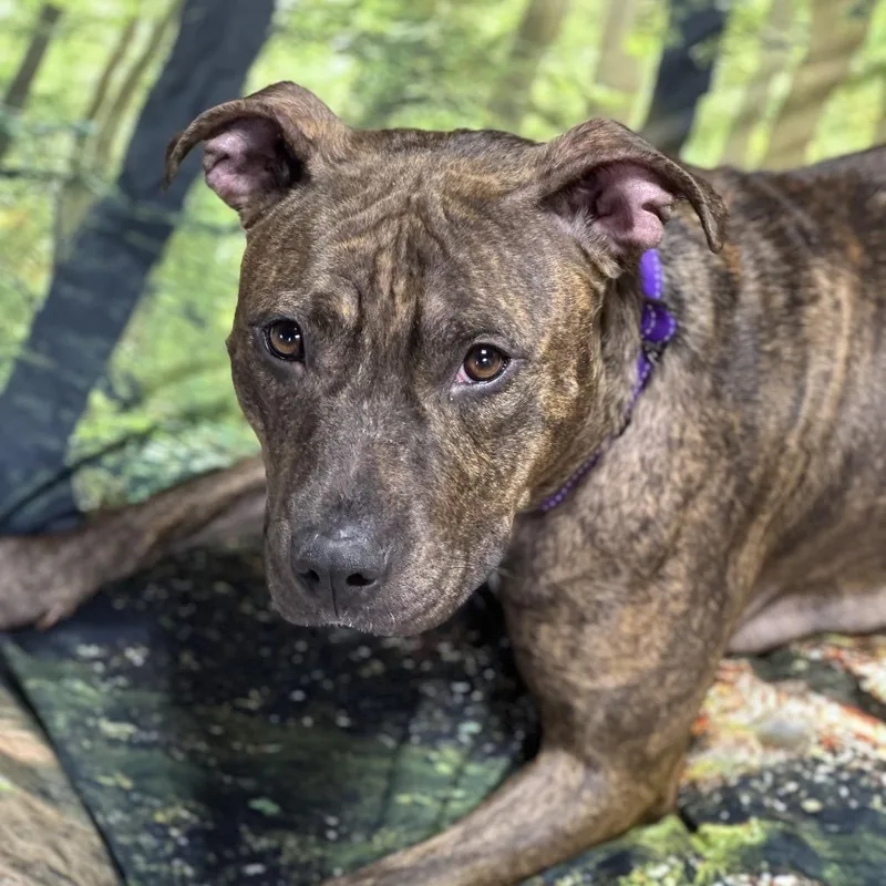 A young medium-sized female Brindle Mixed Breed dog named Brinn for adoption in Weimar, CA