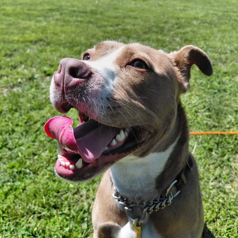 A young medium-sized female Yellow / Tan / Blond / Fawn Pit Bull Terrier dog named Spade for adoption in Springfield, IL