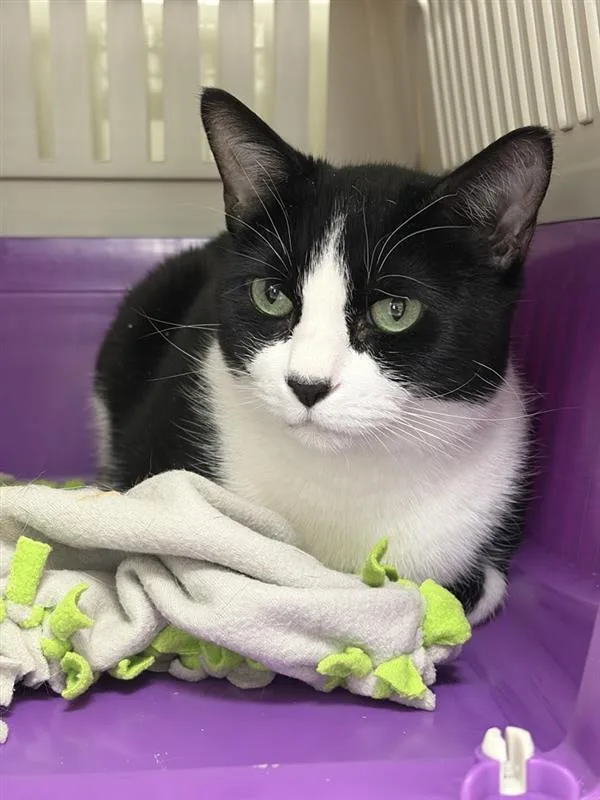 An adult medium-sized male Domestic Short Hair cat named Sasha for adoption in Saint Paul, MN
