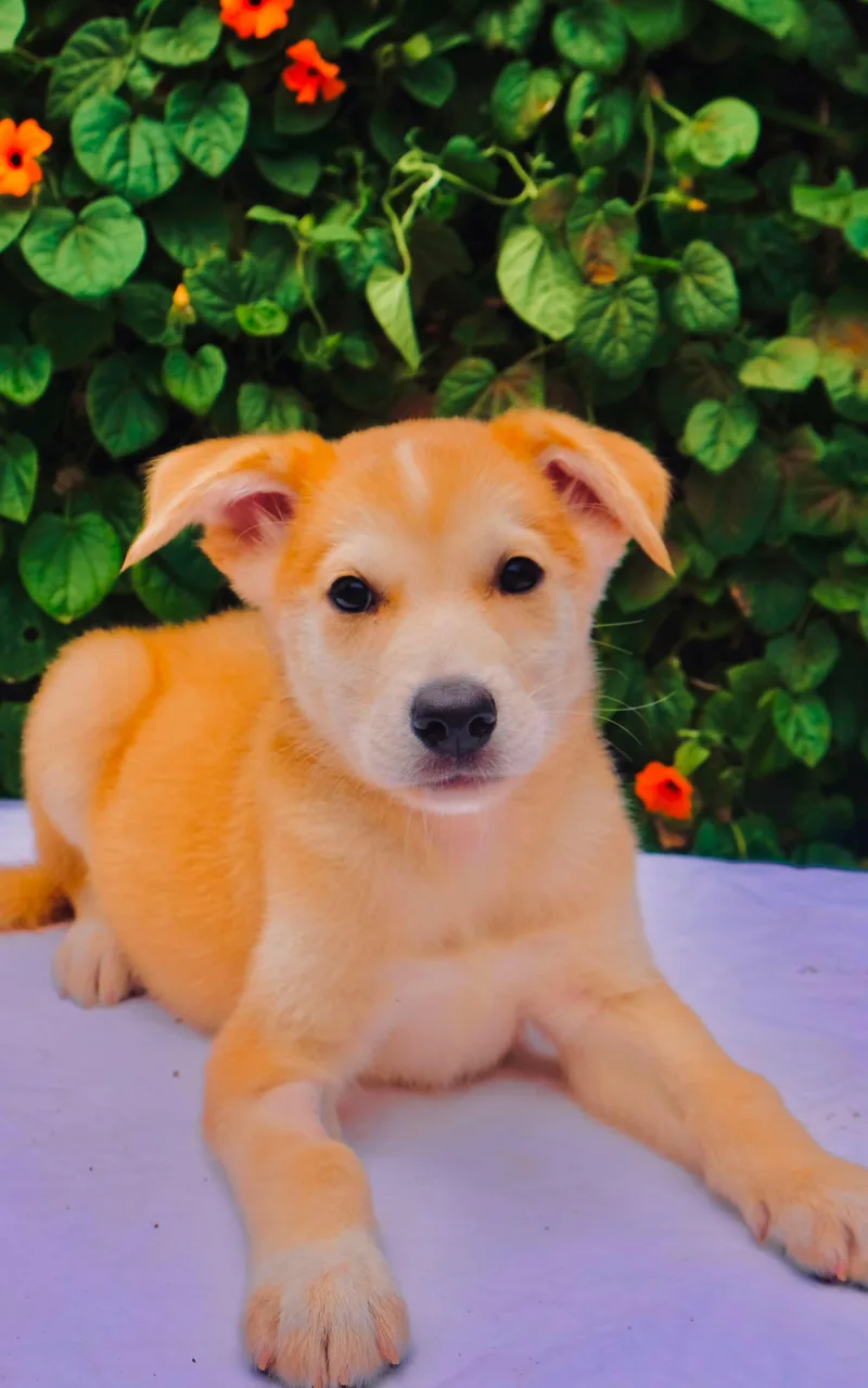 A baby large-sized male Husky dog named Yukon for adoption in San Diego, CA