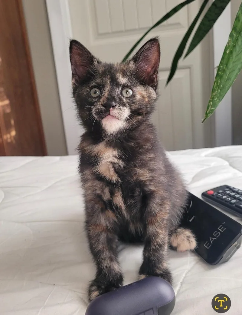 A baby small-sized female Tabby cat named Willow's Girl for adoption in Hockessin, DE