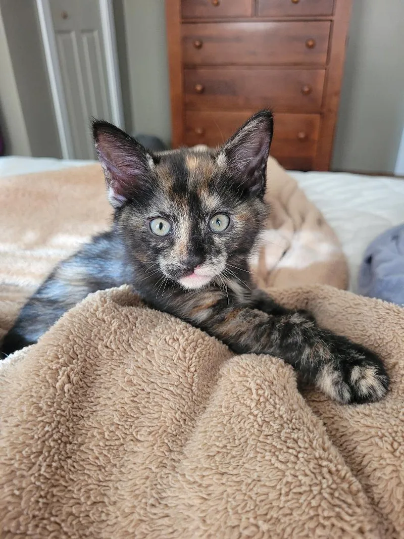 Willow's Girl thumbnail 2