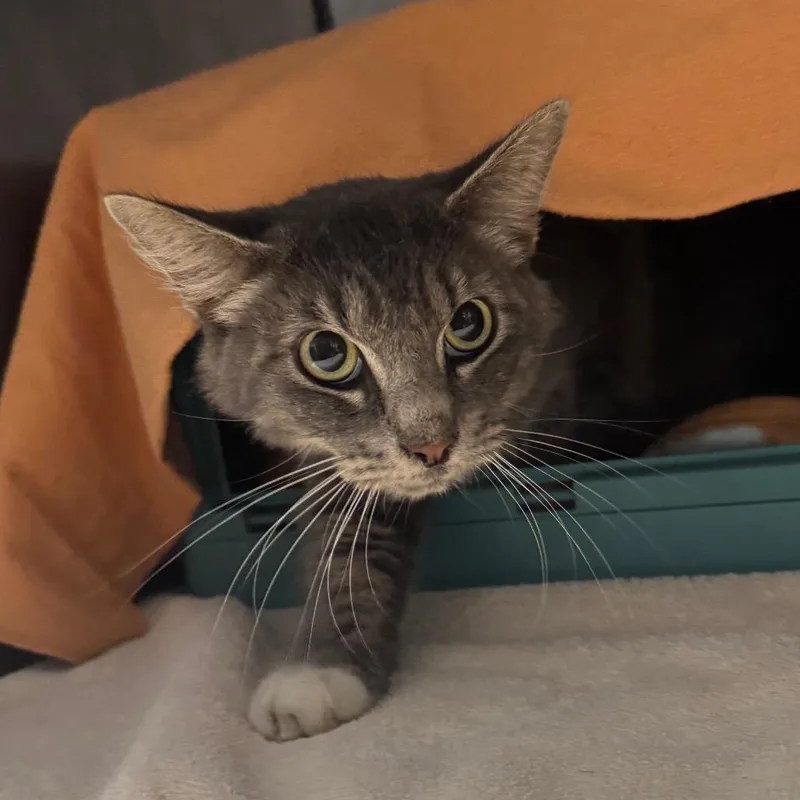 An adult medium-sized female Gray / Blue / Silver Domestic Short Hair cat named Lilly for adoption in Edwardsville, IL