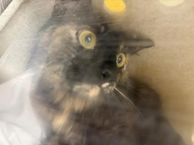 A young small-sized female Domestic Short Hair cat named Fluff for adoption in Riverside, CA