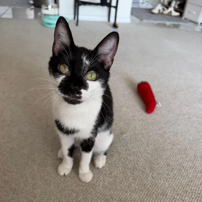 An adult medium-sized female Black Domestic Short Hair cat named Raven for adoption in Chicago, IL