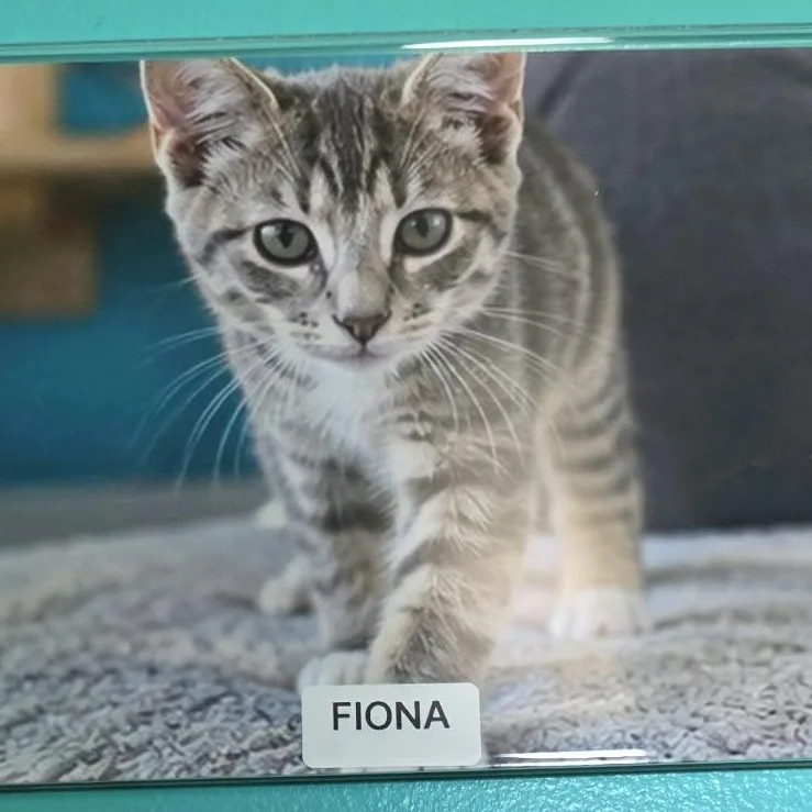 A baby medium-sized female Gray / Blue / Silver Domestic Short Hair cat named Fionoa for adoption in Petersburg, IN