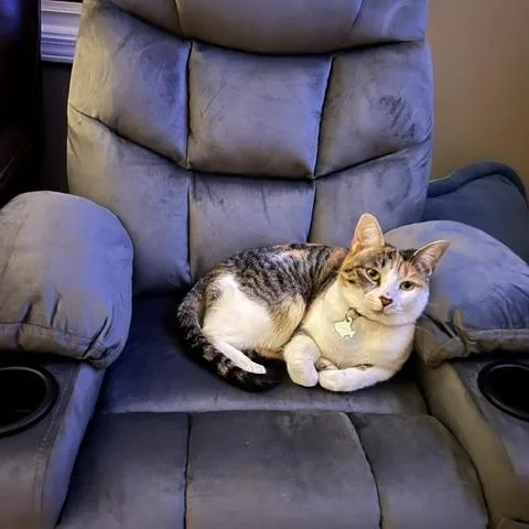 An adult small-sized female Domestic Short Hair cat named Gina for adoption in Marietta, GA