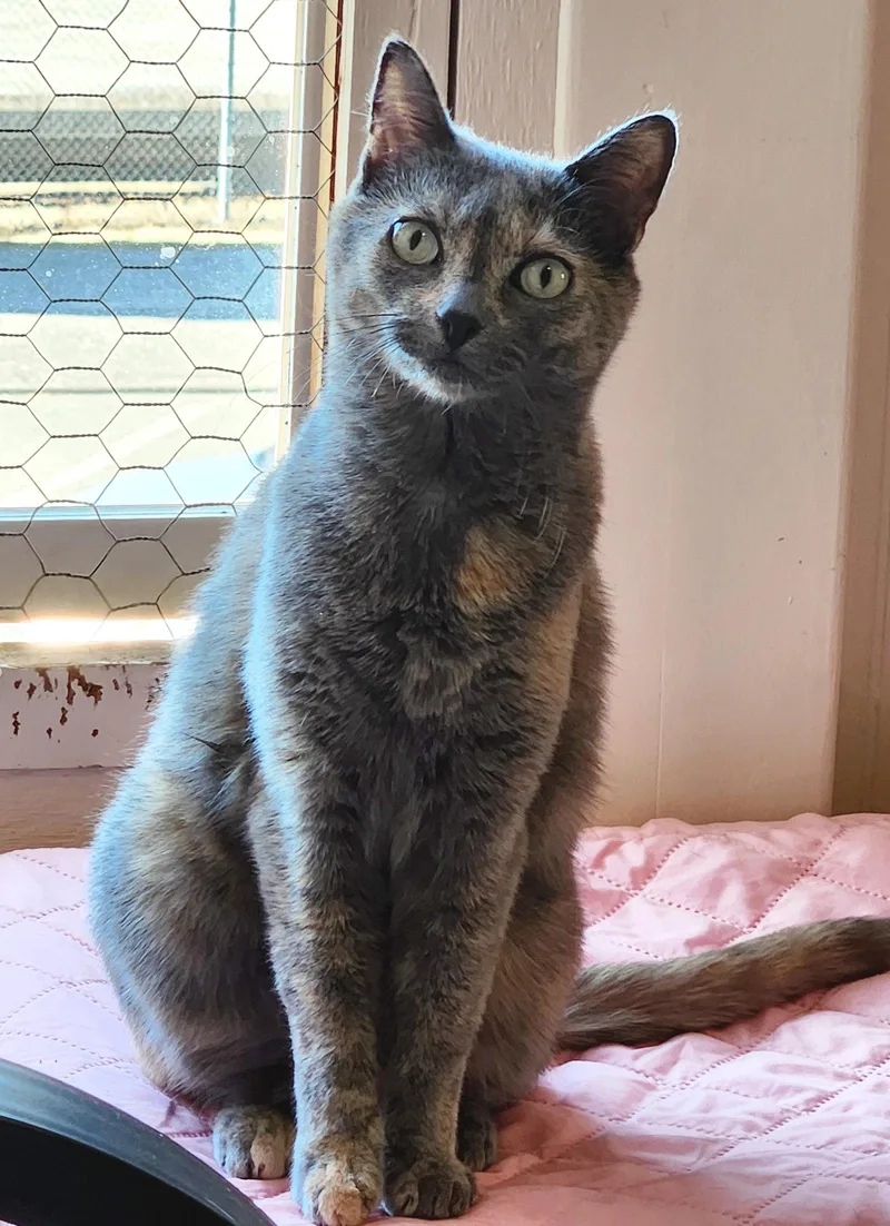 An adult medium-sized female Dilute Calico cat named Dusti & Harley for adoption in Anacortes, WA